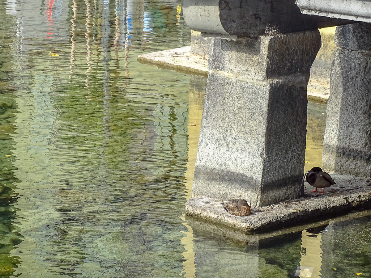 Die Wasservögel erhalten neue Schlafplätze, die sonst unter Wasser stehen.