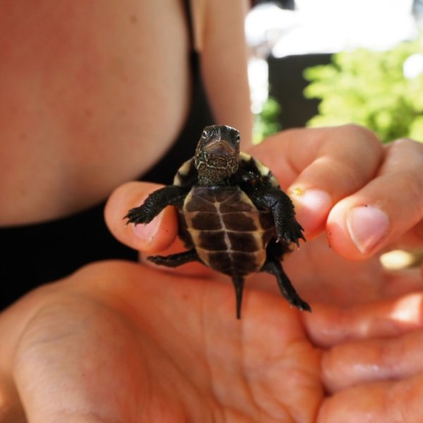 Luzernerin findet chinesische Schildkröte im Vierwaldstättersee