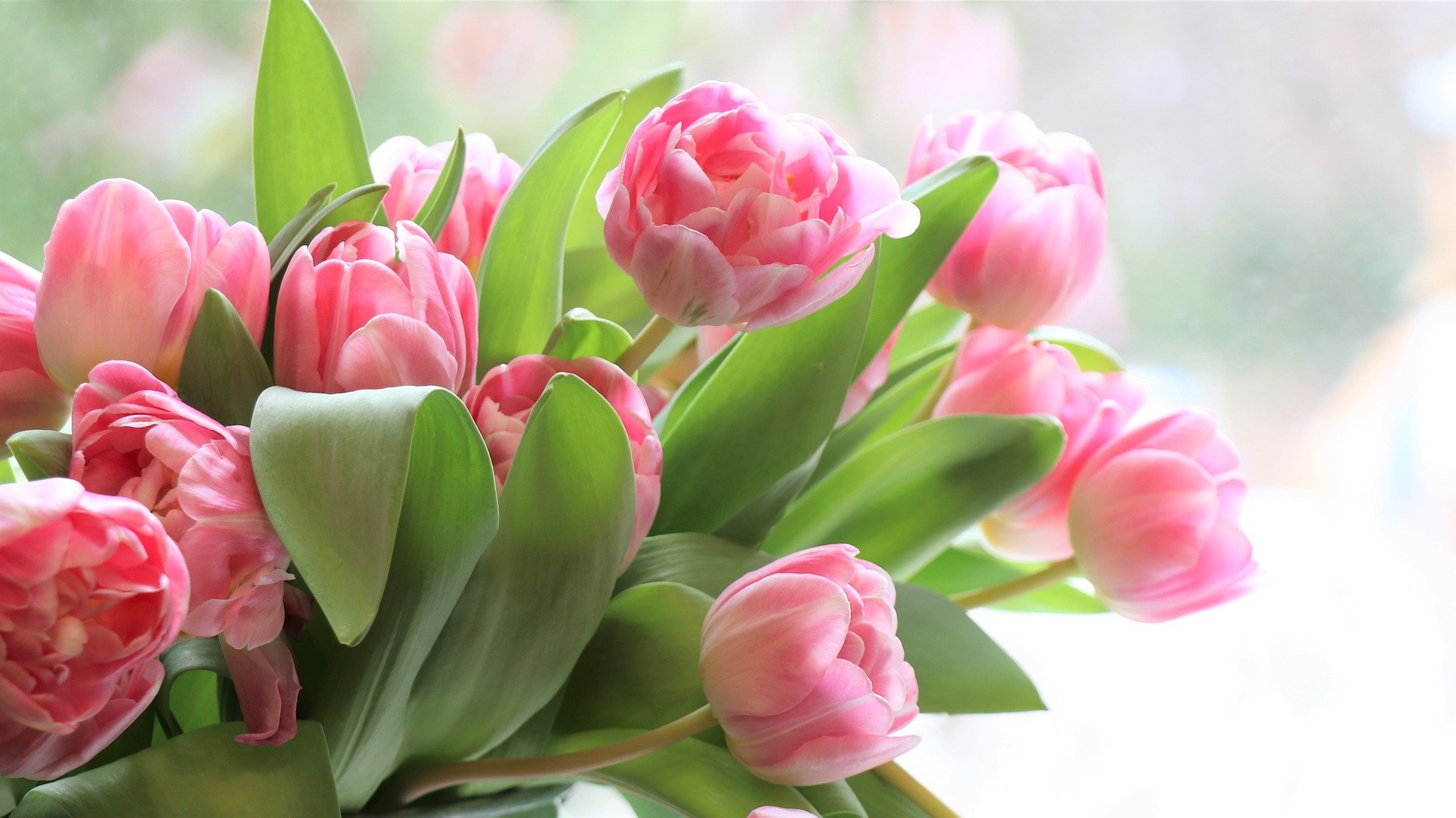 Tulpen aus Amsterdam – oder von der lokalen Floristin