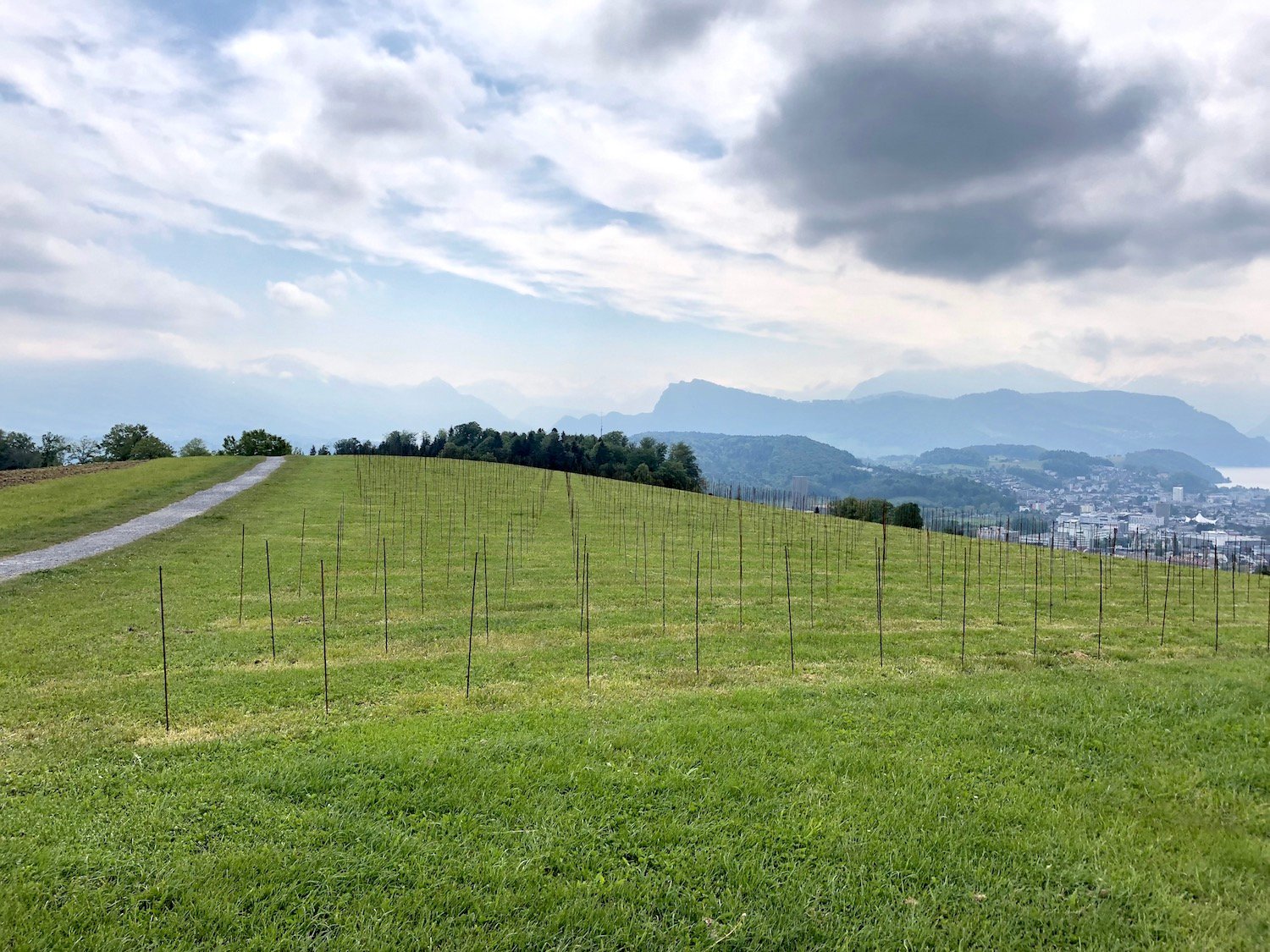 Hier auf dem Sonnenberg entsteht ein Rebberg mit Aussicht aufs Horwer Seebecken.