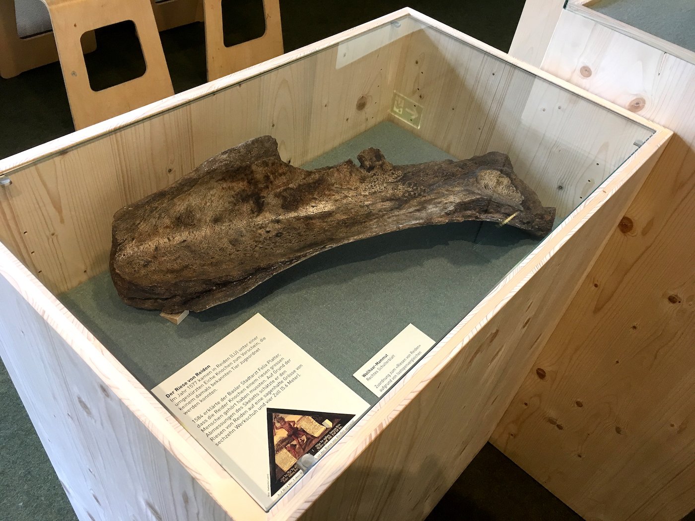 Über 200 Jahre lang waren weitere Skelettteile verschollen. In Göttingen wurden jetzt zwei Knochen wiederentdeckt.