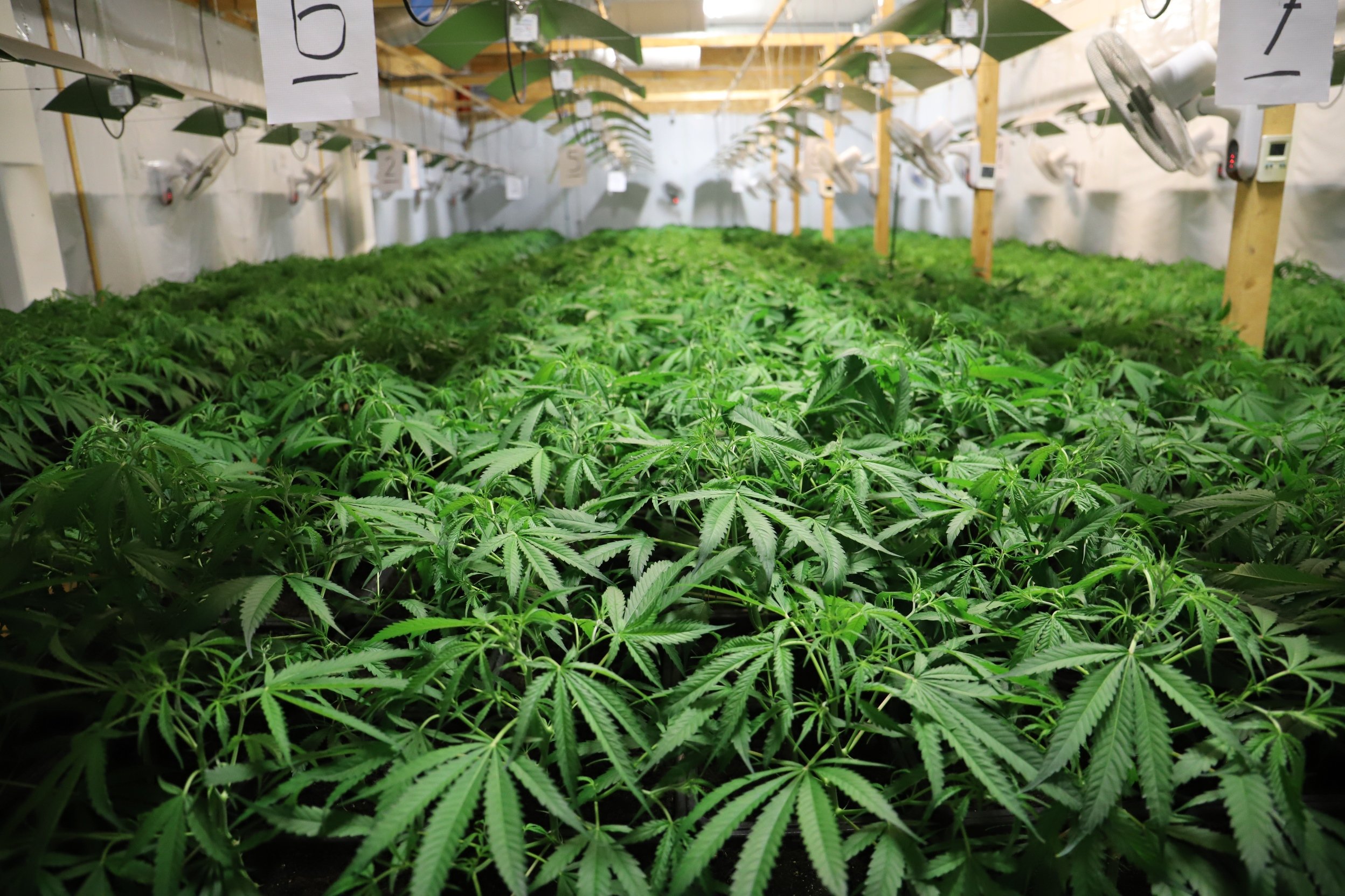 Über 3'500 Pflanzen und zehn Kilo konsumfertiges Marihuana wurden sichergestellt.