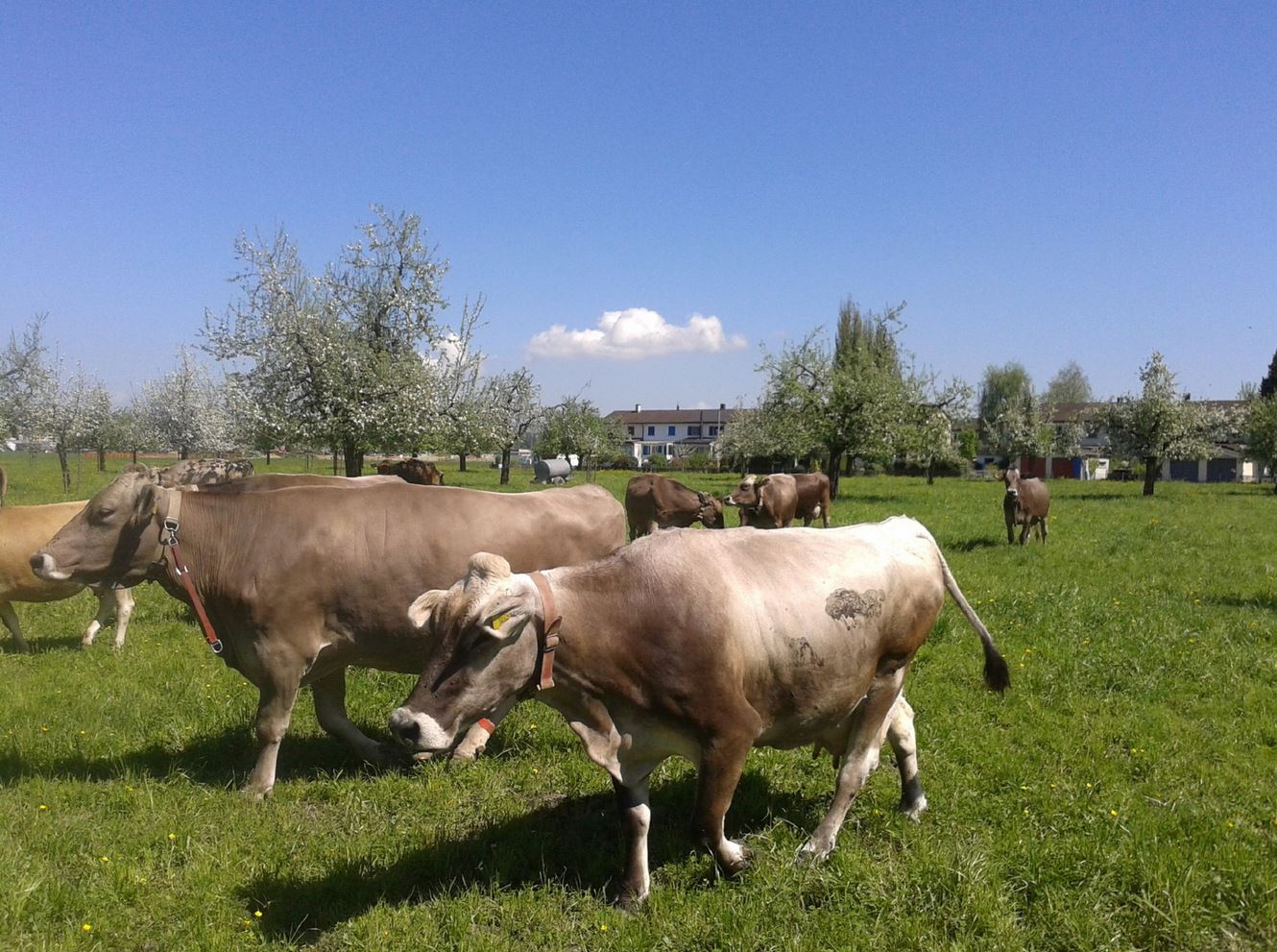 Auf dem Hof der Familie Schmid in Emmenleben 24 Milchkühe.