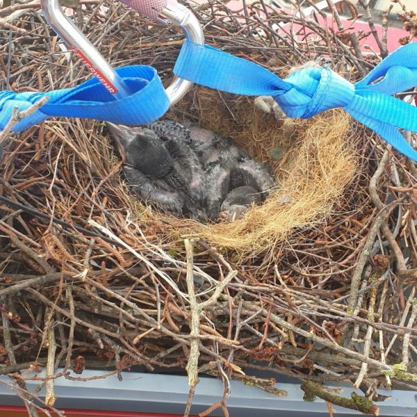 Das Nest mit den Krähenbabys wurde von der Feuerwehr auf ein Hausdach umplatziert.