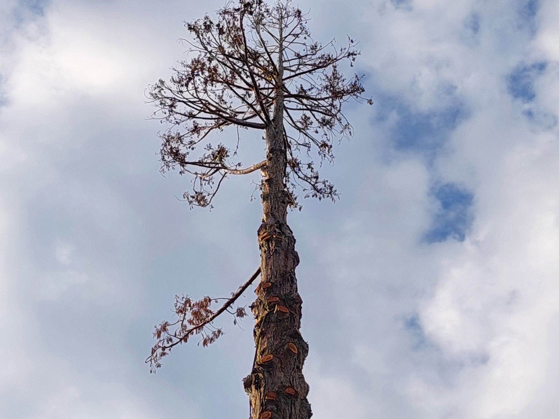 Mammutbaum-huenenberg