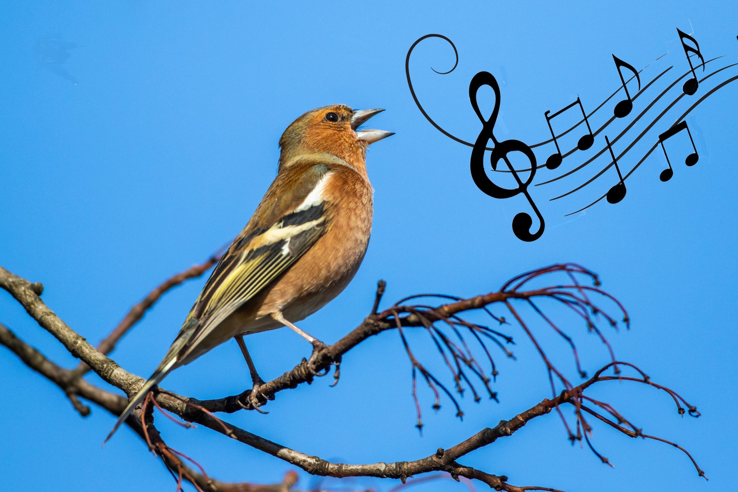 Vogelstimmen in der Musik